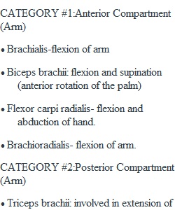 Appendicular Muscles Assignment